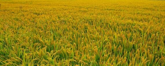 水稻的种植过程
