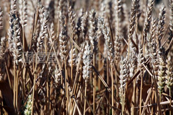 田间种植的小麦